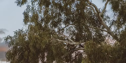 Oscar Litchfield \/\/ Settlers House \/\/ York