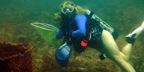 Bugg'n Drive N Dive