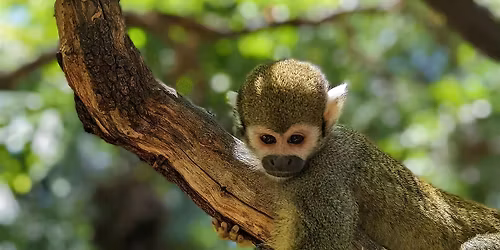 Wild About Primates