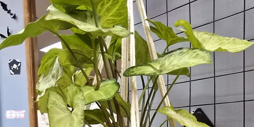 Macrame Plant Hanger Class