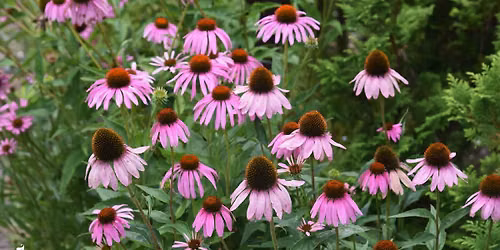 Perennial Pollinator Pot