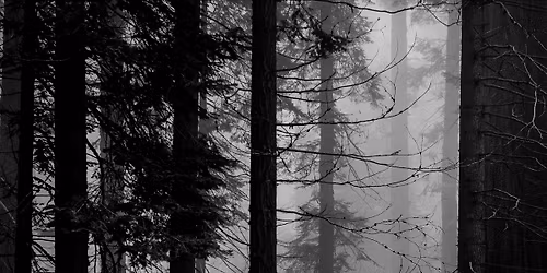 Open Auditions - Foxfinder by Dawn King