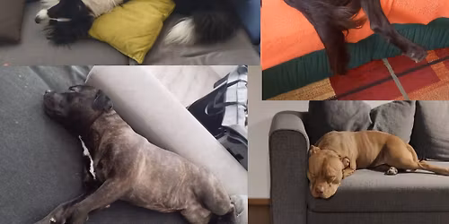 Unav sv\u00e9ho psa na Silvestra 2025