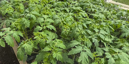 Plant Sale and Farm Stand Opening Day