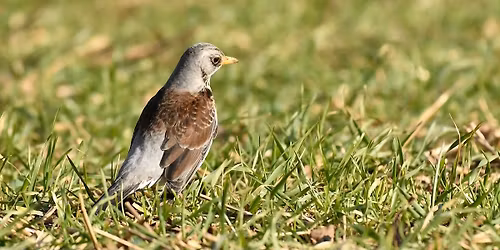 Birds in Winter - Peter Holden MBE