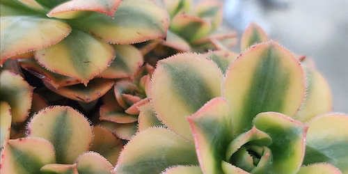 Ivy League: Ladies Only Houseplant Club