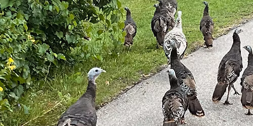 HOLIDAY STRESS REDUCER -TURKEY WALK