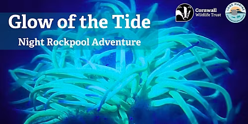 Glow of the Tide: Night Rockpool Adventure