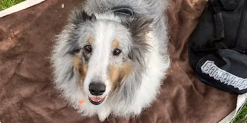 Southland Sheltie Rescue spring picnic