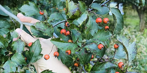 Heart Mending: Hawthorn Medicine, Magic and Lore, $55