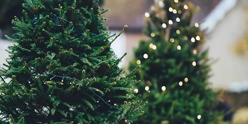 MUMM's Christmas Tree Sales