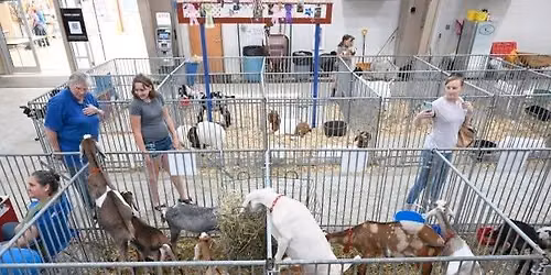 Dairy Goat Show