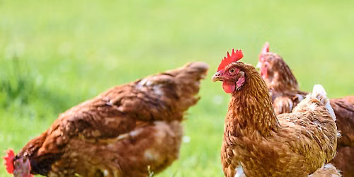 Backyard Chickens