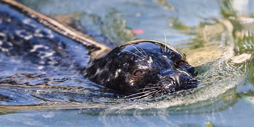 World Ocean Day — 425 Hawthorn St, New Bedford, MA, United States, Massachusetts 02740