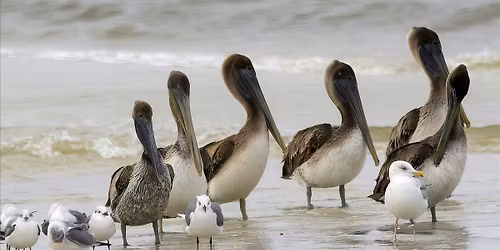 Thursday Morning at the Matanzas Inlet with Peggy Cook