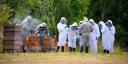 Meet the bees workshop