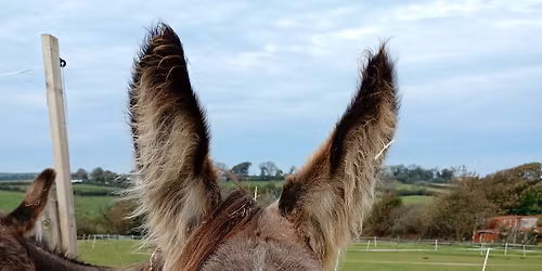 Haven donkey Christmas event 