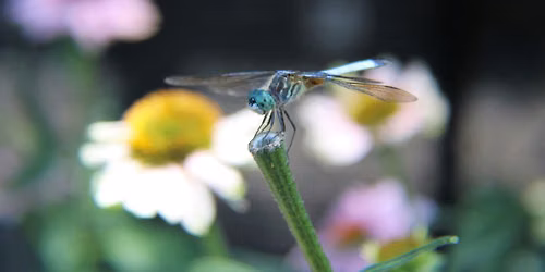 Nature in Your Neighborhood: Bugs!