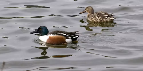 Winter Birds at Titchfield Haven