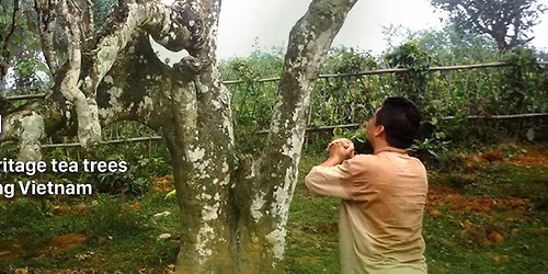 Tea Festival - Richmond Hill Public Library