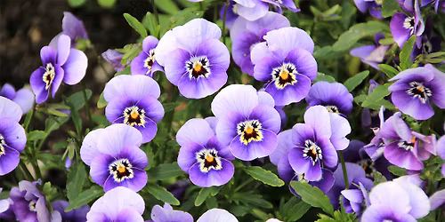 Planning a Spring Garden