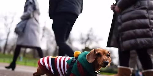 The Festive Sausage Stroll
