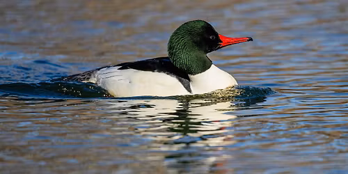 Birding Walk at Barber Park