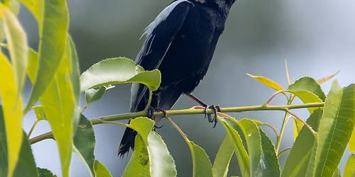 Bird Walk: Camp Nelson National Monument