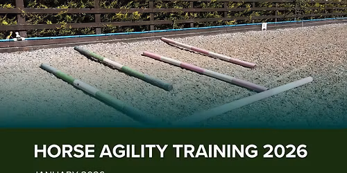 Horse Agility Training Session