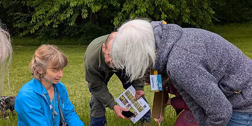 Wildflower walk