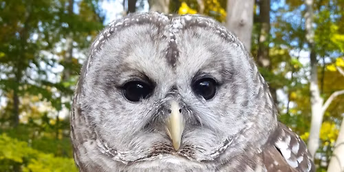 Spring Evening Hike with the Animals (Adults Only)