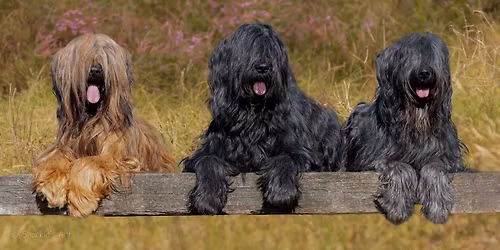 1.Open Clubshow B.B.A