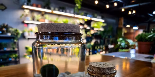 Marimo Moss Amigos Workshop