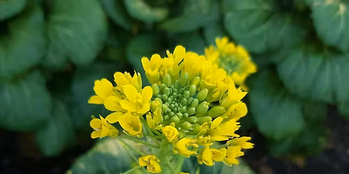 Master Gardener Plant Sale Spring 2026