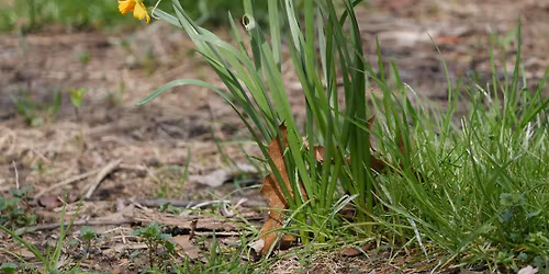 Daffodil Bulb Planting