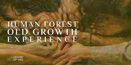 Human Forest: Old Growth | A Gift of Deeper Connection.