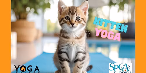 Downward Kitten - Kitten YOGA