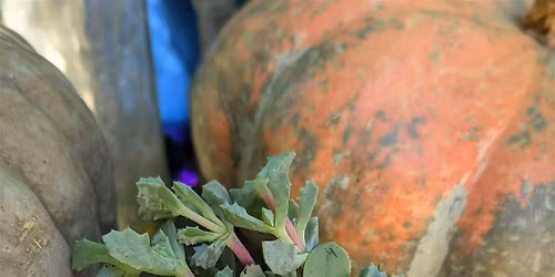 Fall Succulent Arrangement Class With Sunshine and Succulents