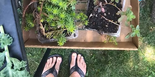 June Plant Swap