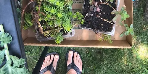 June Plant Swap