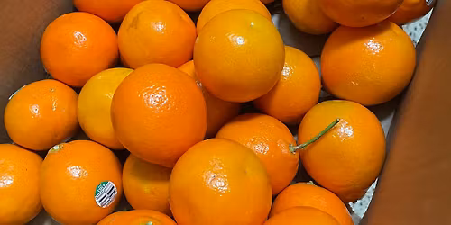 March 14th Fruitluck at Al Lopez Park