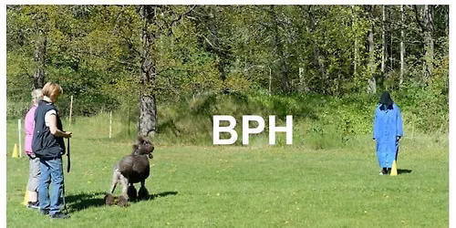 BPH-Beskrivning Pudel i Stockholm
