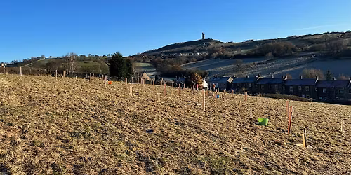 Tree planting in Kirklees - Almondbury ward