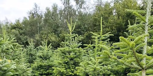 Zelf je Kerstboom Kiezen op onze Kwekerij.