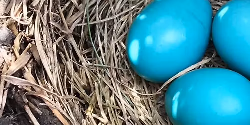 Egg-citing Geocache