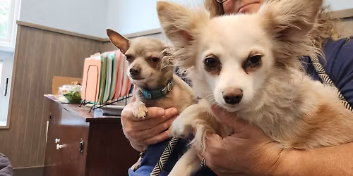 PINBALL FOR THE PETS 