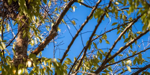 Bird Walk for Beginners
