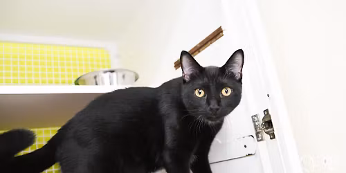 Saturday Adoption Event 1-4 pm at Kissimmee Petsmart