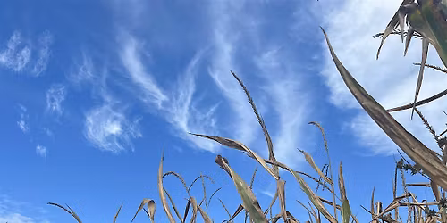 Windflow dance technique + Improvisation for Performances