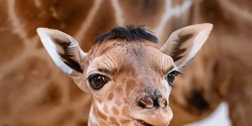 Eugene\u2019s Baby Bash